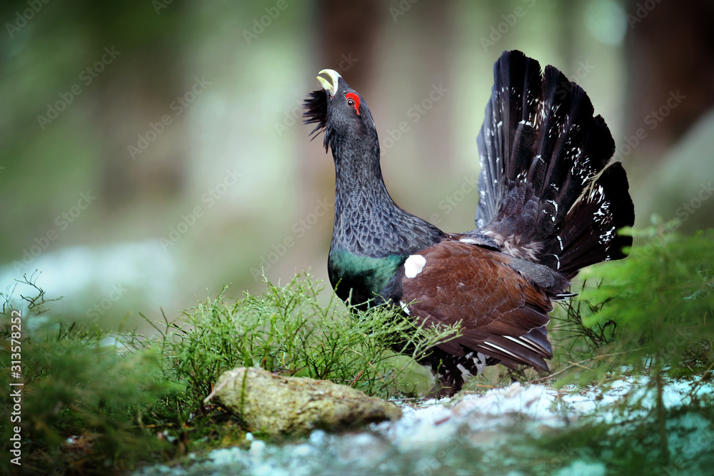 Capercaillie, Tetrao urogallus in deep forest - obrazy, fototapety, plakaty 