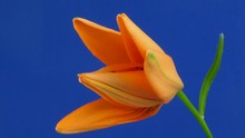 Time-lapse Of Orange Lily Opening 2