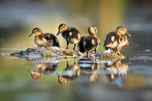 Beautiful Group Of Little Ducks In Water Pond.