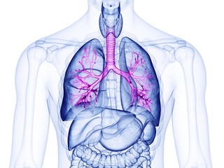 Poster - 3d rendered medically accurate illustration of the bronchi