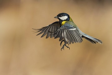 Great tit in fly. Parus major