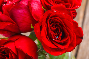 Wall Mural - A close up macro shot of a red rose