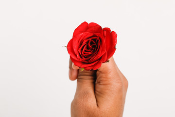 Wall Mural - Red rose in hands of young man