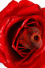 Poster - A close up macro shot of a red rose