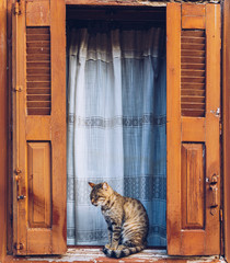 Windows of whitewashed house and cat sitting between shutters. Cat sitting in the window, domestic cat outside. Beautiful vintage Greek window with orange shutters and a cat, typical Greek picture.