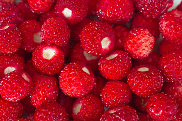 bright ripe wild strawberries isolated - many berries-close-up macro