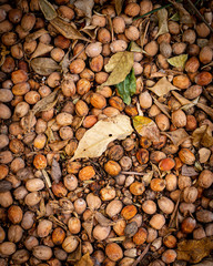 pile of brown nuts from above  