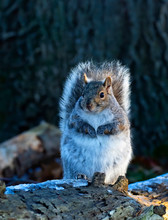 Beautiful Fat Grey Squirrel Posing For Me On The Forest Floor Near The Ottawa River In Canada