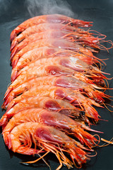 Wall Mural - Gamba roja a la plancha.