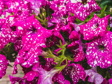 Petunia, 'SKY Family’-beautiful Pink Speckled Flowers, Outside. Natural Flowers Background.