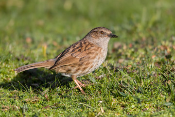 dunnock