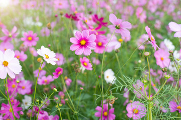 Wall Mural - Field of cosmos flower gardens