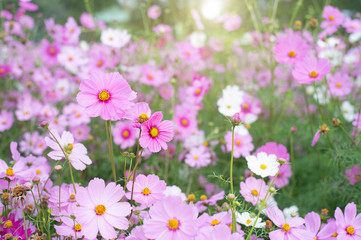Wall Mural - Field of cosmos flower gardens