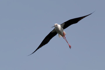 Wall Mural - black-winged stilt