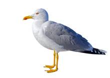 White And Grey Seagull Isolated On White