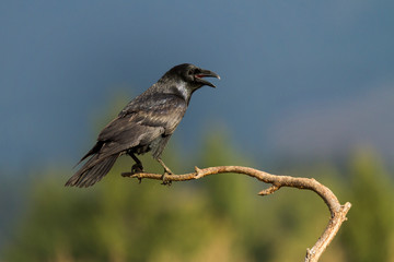 Wall Mural - Common raven (Corvus corax)