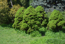 Beautiful Group Of Picea Glauca Conica Trees In Garden Landscape Design.