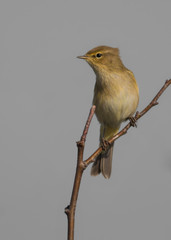 Wall Mural - chiffchaff on a branch