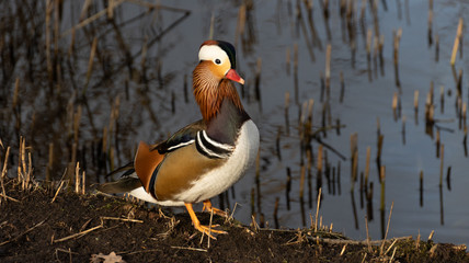 Canvas Print - Mandarin Ente