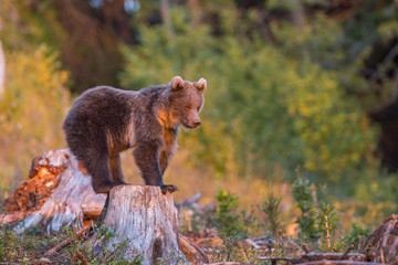 Wall Mural - Young brown bear (Ursus Arctos) in a summer forest.