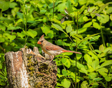 A Beautiful Female Northern Cardinal Feeding In The Wild. 
