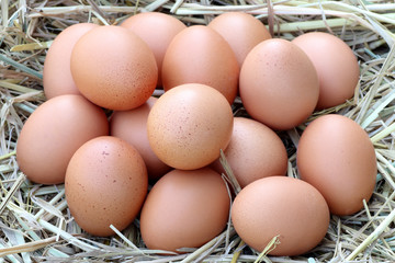 fresh brown chicken eggs from the farm