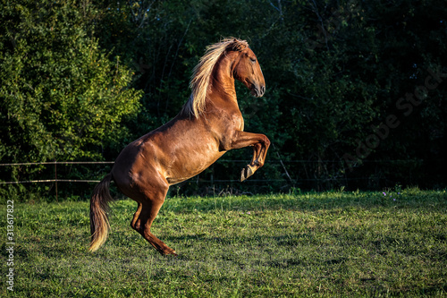 Photographie Cheval cabré de profil en liberté dans une prairie