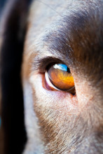 Eye Of Dog