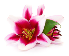 Poster - Two pink lilies.