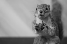 A Monochrome Image Of A Grey Squirrel Holding A Walnut.