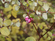 Symphorine de Chenault (Symphoricarpos chenaultii) à fructification décorative en hiver de petites perles roses teintées de blanc