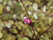 Symphorine de Chenault (Symphoricarpos chenaultii) à fructification décorative en hiver de petites perles roses teintées de blanc