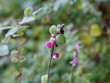 Symphorine de Chenault (Symphoricarpos chenaultii) à végétation tapissante et décorative de petites baies roses et feuillage vert glabre couvert de givre en hiver 