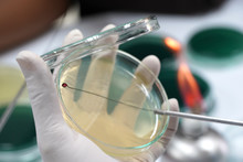 Medical Technicians Working On Bacterial Culture And Drug Resistance Of Pathogens In Laboratory.