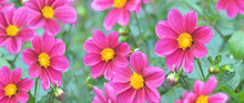 Banner Of Panoramic View Of Beautiful Pink Flowers Blooming
