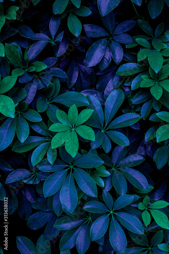 Dekoracja na wymiar  zblizenie-natura-widok-zielonego-liscia-w-ogrodzie-koncepcja-ciemnej-tapety-tlo-przyrody-tropikalny