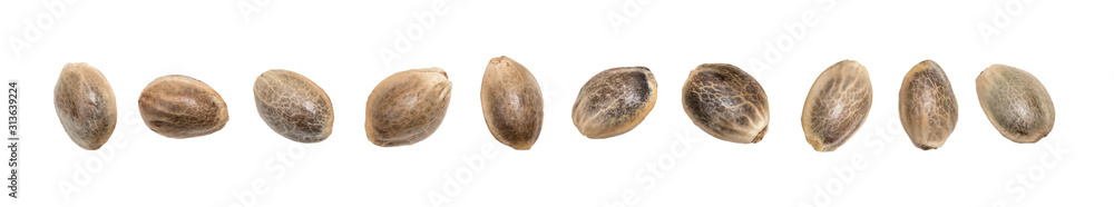 Close up of hemp seeds in a disorderly horizontal line and isolated on white background - obrazy, fototapety, plakaty 