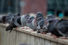 A Flock Of City Pigeons Sitting In A Row On The Street