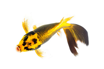 Golden koi fish isolated on white background