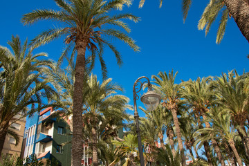 palm trees and blue sky-costa blanca-Spain