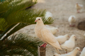 duck in zoo