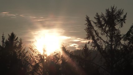 Wall Mural - Morning Sun Glowing In Sky Over Forest Trees