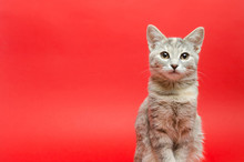 Gray Tabby Cat On A Red Background. Animal Portrait. Pet. Place For Text. Copy Space