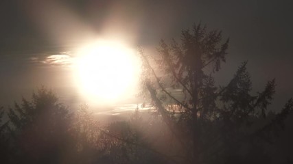 Wall Mural - Close Up Sunrise Shining Behind Forest Trees Time Lapse