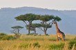 A giraffe walks the savannah