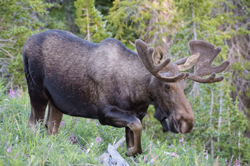 Shiras Moose in the Rocky Mountains of Colorado