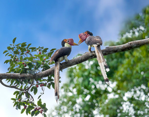 The helmeted hornbill(Rhinoplax vigil)