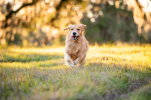 Close-up Portrait Of Beautiful Dog Golden Retriever Running At Sunset