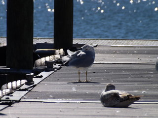 seagulls on the pier