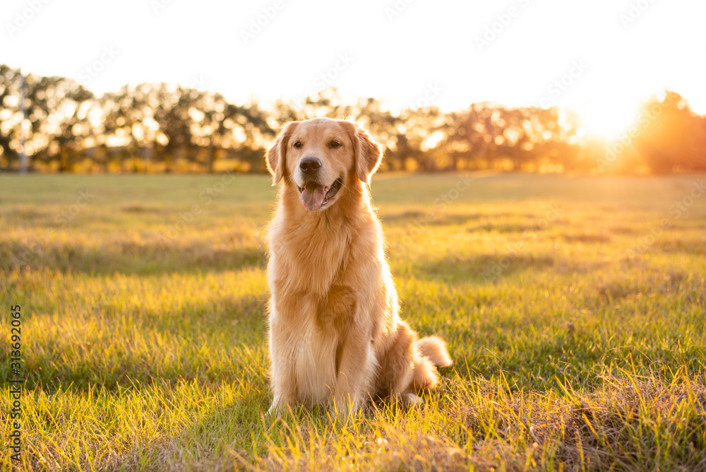 Golden Retriever dog enjoying outdoors at a large grass field at sunset ...